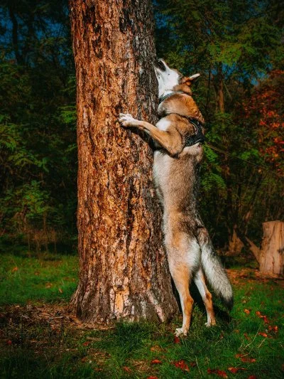 prankocsv - @Qba89: Kolejny kotu siedzi na drzewie!! 
KOTU!!!! NIE BĄDŹ PAN TAKI! CH...