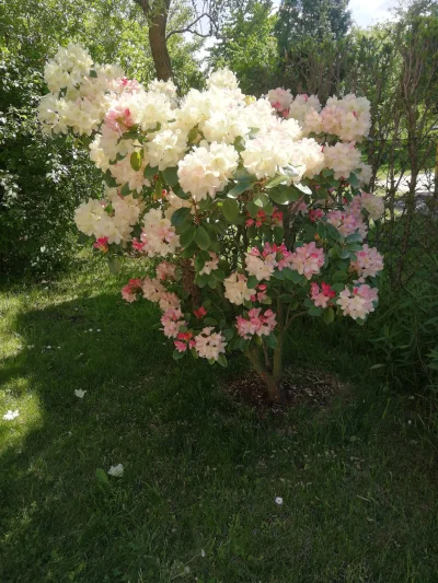palaczobserwator - Rododendrenon do oceny
#ogrodnictwo #chwalesie