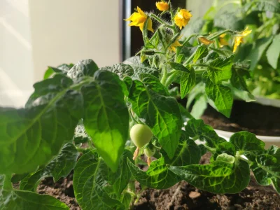 gobi12 - Kto ma pierwsze pomidorki na parapecie?

SPOILER
SPOILER

#ogrodnictwo #ogro...