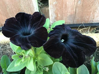 WuDwaKa - > Czarne kwiaty Petunii

#rosliny #kwiaty #ogrodnictwo | źródło/autor/pos...