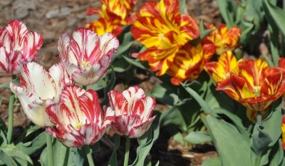 wkop2 - Jak dla mnie takie tulipany wyglądają obrzydliwie, widać, że to jakaś choroba...