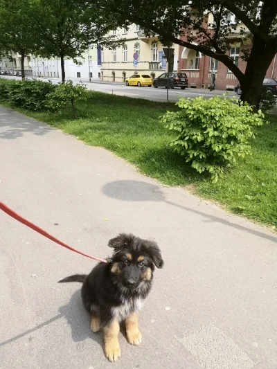 Mihashek - Mały Niemiec (ʘ‿ʘ)

#pies #pokazpsa #owczarekniemiecki