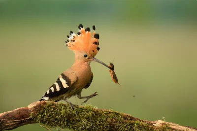 Lifelike - Dudek (Upupa epops) + turkuć podjadek (Gryllotalpa gryllotalpa)
Autor
#p...