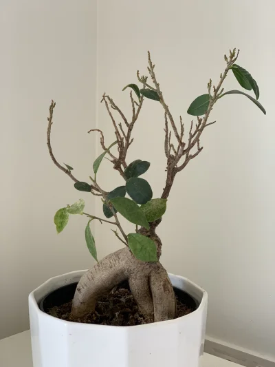 LucaJune - Wszystkie rośliny ładnie mi rosną, ale bonsai to już drugi się szykuje do ...