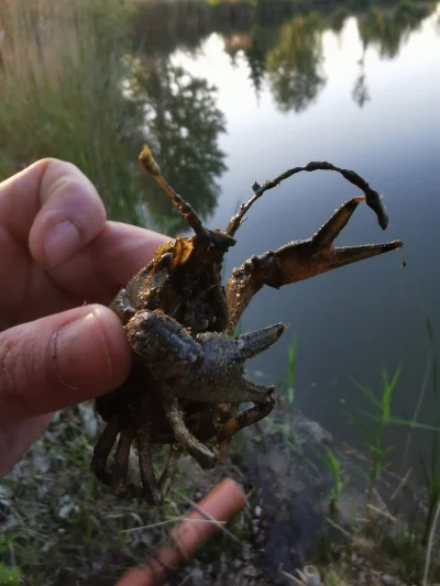 Barneyeos - Siema Mirasy i Mirabelki. Temat tak na szybko do ogarnięcia. Wybieram się...