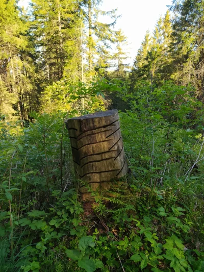 4833478 - Mirki z #lesnictwo #las #drzewa, dlaczego te pnie na picrel są w ten sposób...