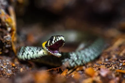 witajswiecie - Mała dawka makro z wściekłym zaskrońcem w roli głównej.

#fotografia...