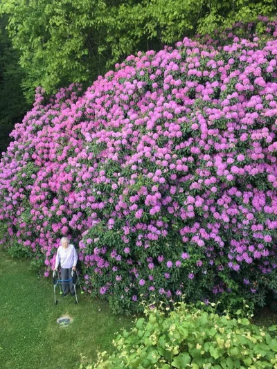 Gentleman_Adrian - 100-letni różanecznik oraz kobieta która go posadziła.


#kwiat...