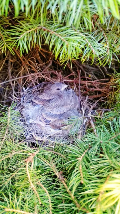 bocznica - Czy mlode Drozdy dostaną plusika? Opiekuje sie nimi od 2 tygodni i rosna j...