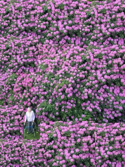 Dokkblar - 200-letni różanecznik oraz kobieta która go posadziła.

#kwiatki #rosliny ...