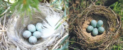 aaadam91 - @bocznica: Nie tylko drozdy mają niebieskawe jaja w plamy. U drozda śpiewa...