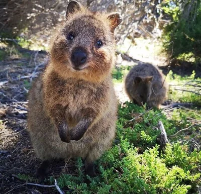 aloszkaniechbedzie - #quokkanawczoraj #quokkanadzis #quokka #zwierzaczki