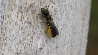 T.....a - @Tulkandra: pszczoła to nożycówka jaskrzanka -oznaczenie Megachilidae