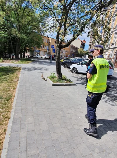 Czokowoko - @Czokowoko: A tu SM odprowadza kaczuszki bezpiecznie do domu