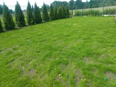 tertex - @Gilim: @brolapaw: @StanislawAniol: trawnik wyglada coraz lepiej, zagescil s...