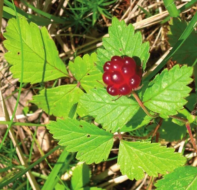 projektjutra - Rubus arcticus. Hmmm, pycha...

#przyroda #kuchnia #ciekawostki