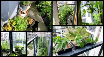Mirkosoft - Mój balkonowy ogródek :)

Pomidory, zioła i papryczki od @gobi12 (polec...