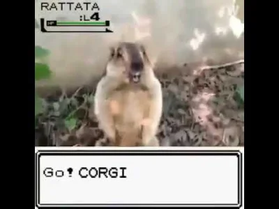 k.....a - @prawdziwek: wild Rattata appeared!