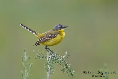 Lifelike - Pliszka żółta (Motacilla flava)
Autor
#photoexplorer #fotografia #ornito...