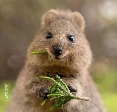 aloszkaniechbedzie - Odkąd nie działa wołanko z listy, tag #quokkanadzis to już nie t...