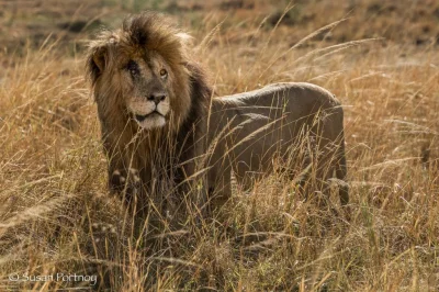 Gorion103 - @gorszykoniecukladu_pokarmowego: lew Scarface z rezerwatu Masai Mara