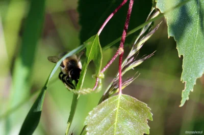 M.....e - Pszczoła wycinająca kawałek liścia