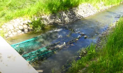 piotr1900 - Sprawdziłe dzisiaj jak tam przyjął się pomysł plastikowych siatek wyławia...