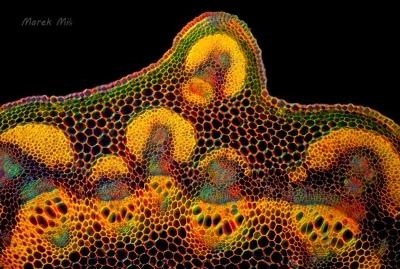 Lifelike - Groszek wiosenny (przekrój poprzeczny łodygi) pod mikroskopem
Autor
#pho...