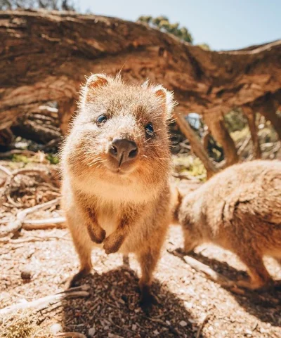 aloszkaniechbedzie - #quokkanadzis #quokkanawieczor #quokka #zwierzaczki