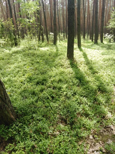 O.....l - Dzis podczas biegania trafiłam na jagodowy raj, lokalizacja zapisana, nic t...