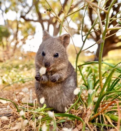 aloszkaniechbedzie - Na zakończenie tygodnia #quokka #quokkanadzis #quokkanawieczor #...