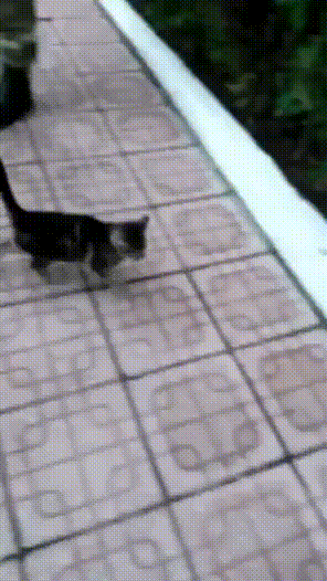 Qba_89 - Wojskowe #kitku ᶘᵒᴥᵒᶅ
#dziendobry #koty #smiesznekotki #dziwnekotki #zwierza...