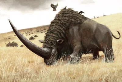 ZOOlogiczna - Elasmotherium to wymarły rodzaj ssaków z rodziny nosorożcowatych, który...