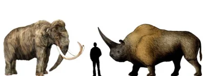 ZOOlogiczna - Porównanie wielkości do mamuta włochatego