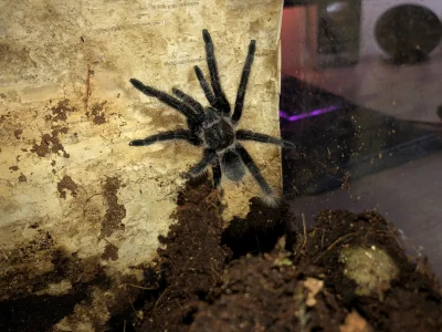 Talar_ - Tliltocatl albopilosum Nicaragua (ex. Brachypelma), 3 - 3,5 DC. Niedawno lin...