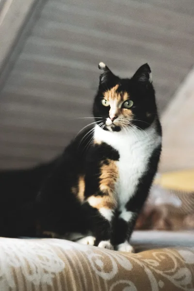 xelite - Zaginął kot 200 zł nagroda 
Dnia 07.06.20 zaginęła dorosła kotka tricolor, m...