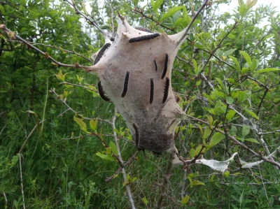 Neofuranina - Ktoś wie co to za kok? Spotkane dziś na spacerze #pytanie #natura #pyta...