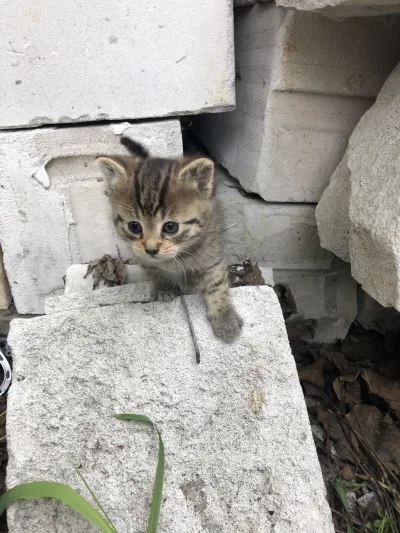 cassiopei - very smol (｡◕‿‿◕｡)