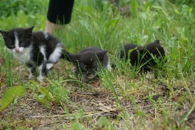 Sylar69 - Ludzie to kur*y.
Ktoś podrzucił obok nas 3 małe kotki, same kociczki. Co ma...