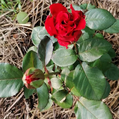 0p0p0 - Tak wygląda teraz (po ok. miesiącu) róża od ukochanego (｡◕‿‿◕｡)
#roslinki0p0...