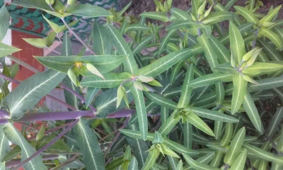 kubala45 - Wie ktoś może co to za roślina? #rosliny #ogrodnictwo #botanika