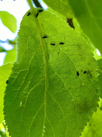 shopec - Podobno larwa biedronki w drodze do dorosłości potrafi zjeść 600 mszyc – ucz...