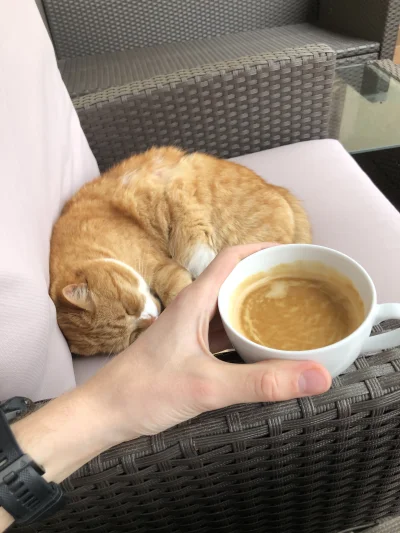 Gggee123 - Kawa w kolorze kota, kot w kolorze kawy (｡◕‿‿◕｡) 

#dziendobry #pokazkota