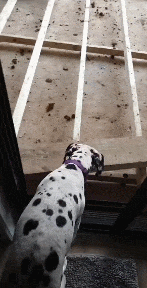 Dibhala - #smiesznepieski