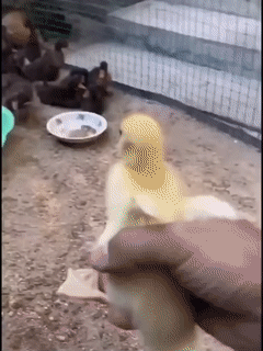 Dibhala - Gdzieś tam w alternatywnej rzeczywistości ( ͡°( ͡° ͜ʖ( ͡° ͜ʖ ͡°)ʖ ͡°) ͡°)