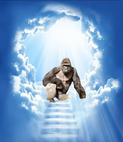 Flowerboy - Razem z Harambe będzie przemierzał wieczne dżungle RIP