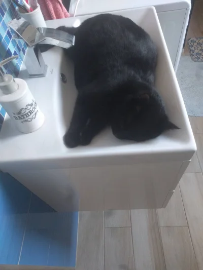 t.....i - @PiccoloColo: Moja mama też ma kota i on na przykład śpi w umywalce