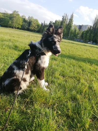 AleToNieJa - Używa ktoś maty chłodzącej dla psa? Jeżeli tak to jak się sprawdza i jak...