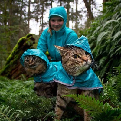 Barneyeos - #koty #kitku #humorobrazkowy

Deszczu pada, ale patrol wykonać cza, co zr...