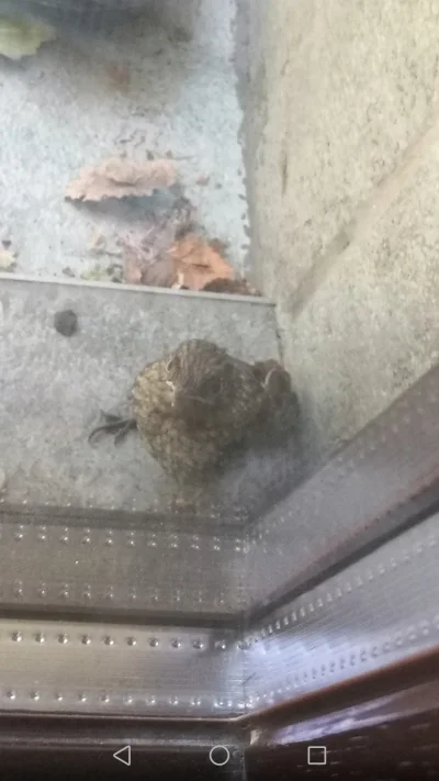hanksters - #ptaki #ornitologia

Co to za ptaszek? Zaatakował moje drzwi balkonowe ...